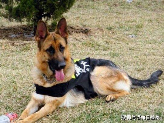 博德之门3控场奶德牧BD攻略：轻松掌控战场，成为团队核心