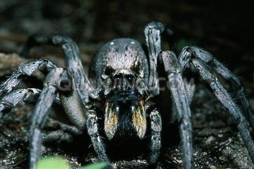 《博德之门3》蜘蛛变狗MOD：蜘蛛恐惧症玩家必备下载