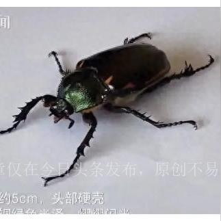 《森林》惊悚升级！多臂怪惊现，揭秘生存新挑战