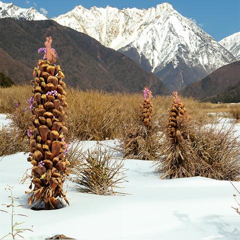 《塞尔达传说》雪域寻宝记：揭秘暴风雪套装藏匿之谜