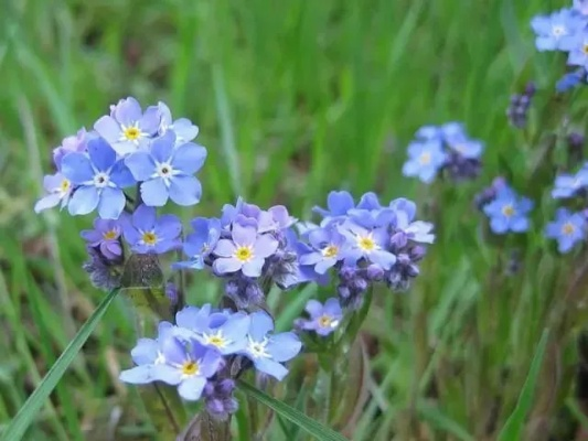 《勿忘我》探秘：穿越时光的守护之旅