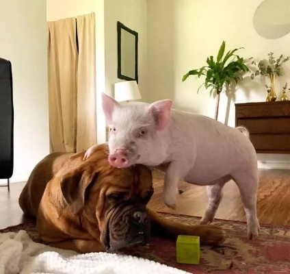 痛恨之最：神敌遇猪友，分秒变虐狗，全新体验来袭