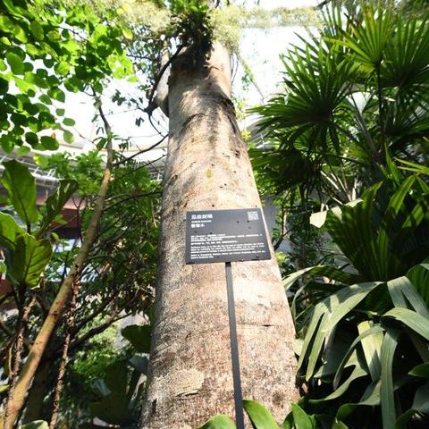 盘点奇花异草：揭秘游戏中的食人花之谜