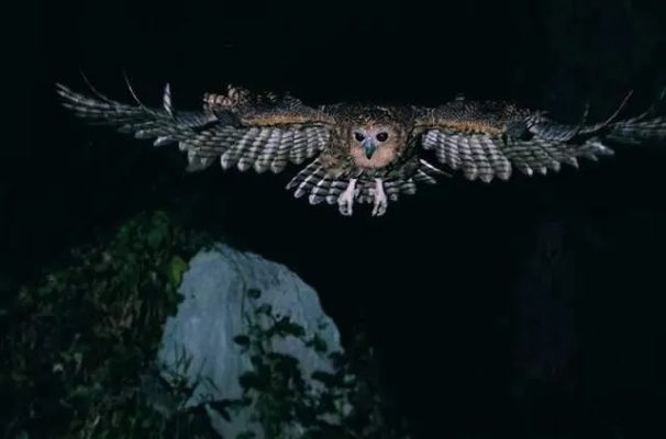 夜枭锄头皮肤实战解析：夜枭实战效果如何？