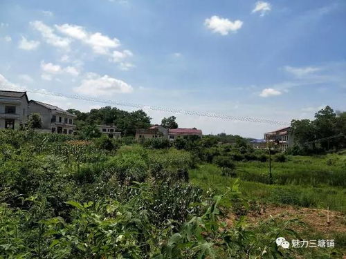 宁静小镇风光揭秘：DayZ新截图展现乡村魅力