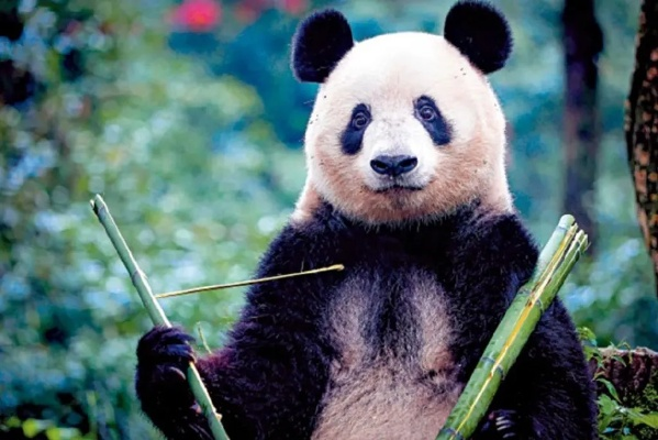 熊猫妹纸身材惊艳揭秘，艺术魅力新发现