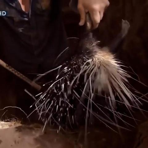 贝爷附体！《孤岛惊魂3》狂野狩猎极致体验揭秘！