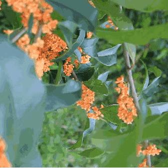 破解上古秘境：天际奇遇攻略全解析