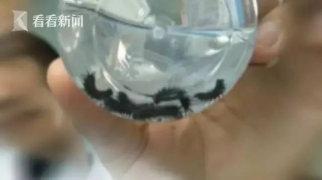 惊！男子机场偷运毛毛虫被捕，竟当众狂食为生？