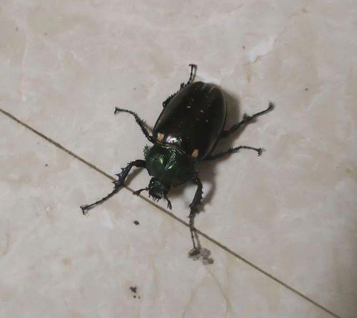 魔鬼甲虫惊现神秘新价值