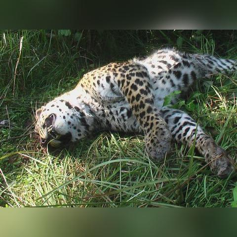 怪异猎杀生存惊悚，揭秘《先生，你正被猎杀》惊悚求生之旅