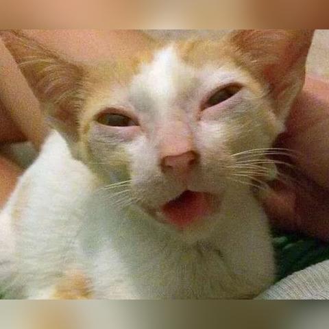 《魔戒咕噜》全流程攻略揭秘：高效通关秘籍大公开