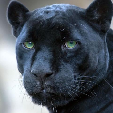 狂野之心弓箭高效输出攻略，掌握技巧，轻松提升DPS！