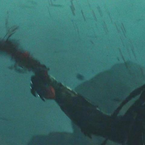 《最后的守护者》全奖杯攻略秘籍，深度解析图文攻略新视角