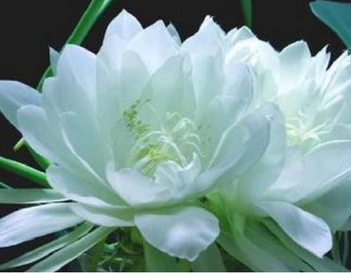 探秘《原神》3.6版：六大忧昙花新位置，解锁神秘价值点