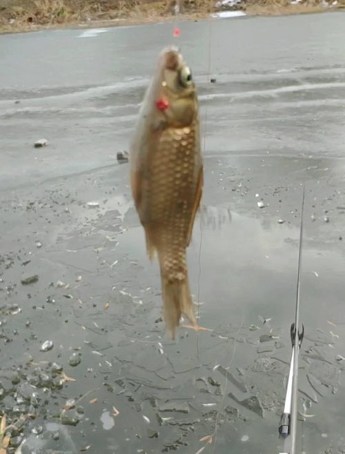 《荒野猎人冰雾断崖钓鱼秘境：盘点必钓珍稀鱼类》