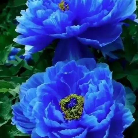 《极品飞车20》车辆盛宴：独家揭秘全车系豪华一览