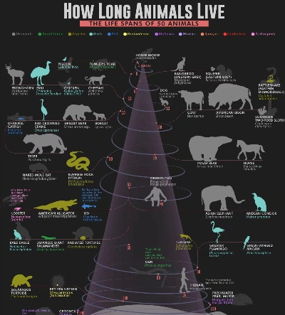 《REANIMAL》价格大揭秘：探秘全新动物世界价值所在