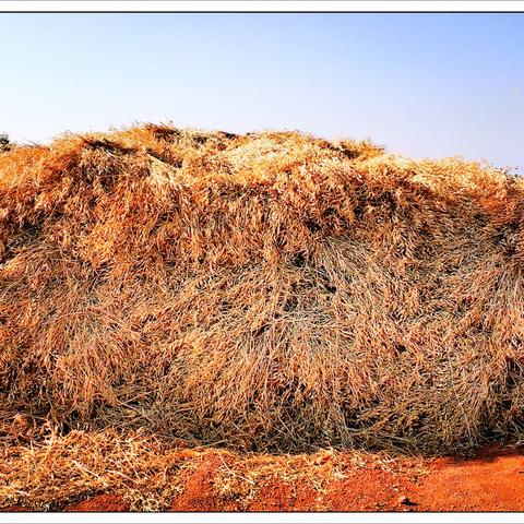 《小小世界》原野求生新手速成指南！快速入坑必备攻略