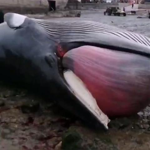 死亡搁浅导演剪辑版和原版区别，真的值300块差价？玩家必看实战对比解析