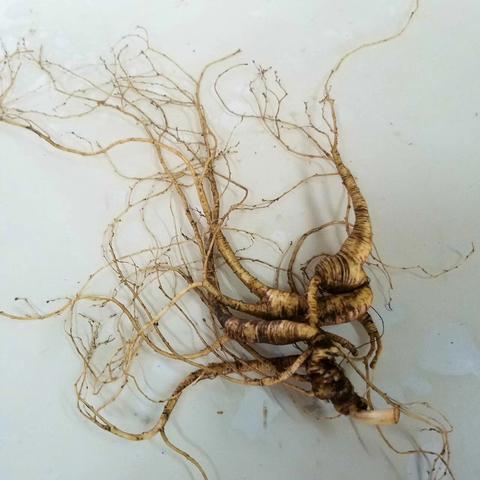 《无双大蛇3》挑战攻略：高效达成目标技巧解析秘籍