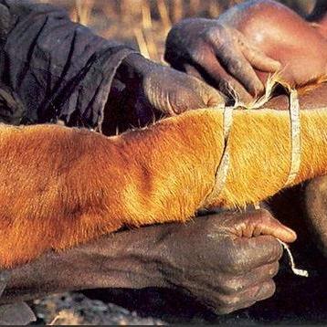 《怪物猎人世界》图鉴攻略：环境生物捕捉技巧解析大全