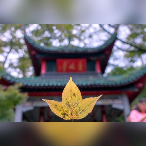 《无限暖暖》错位摄影欢乐小熊攻略：轻松解锁技巧分享