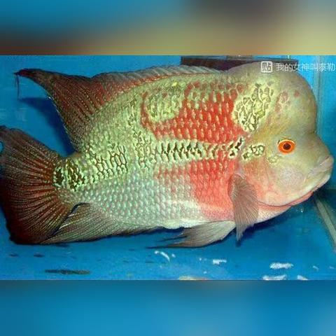 《暗黑血统3》五大甄选者图鉴，揭秘神秘新势力崛起