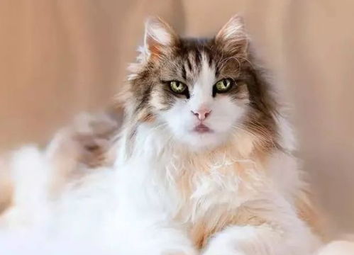 《恋爱猫技惊四座》游戏性价比解析：售价配置一览攻略