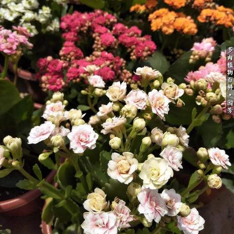 《国王的恩赐2》新手速成攻略：全面系统解析，掌握游戏奥秘新技巧