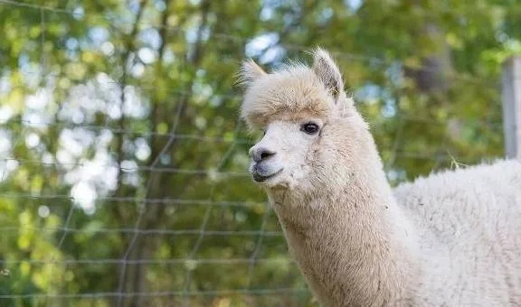 羊驼特性解析：揭秘生成地点与独特价值