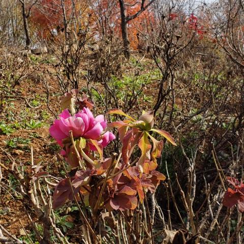 《这是我的战争》冬天开局生存指南：揭秘冬季玩法攻略