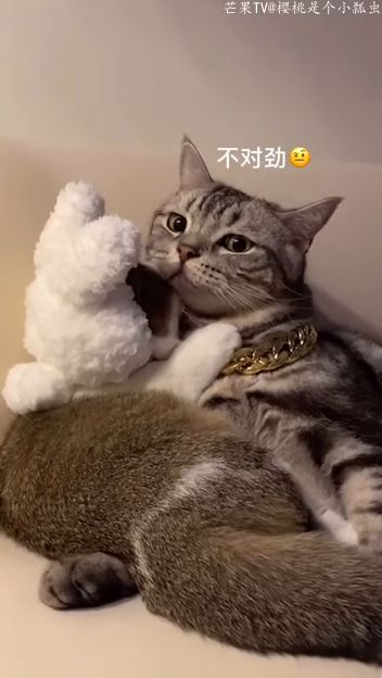 《恋爱猫技惊四座》——揭秘后空翻萌宠游戏购买指南