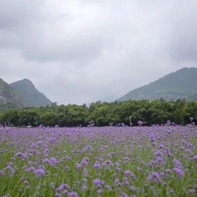 庄园新玩法：轻松邀请好友共享生机乐趣