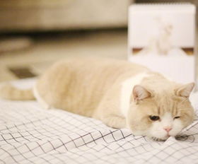 《恋爱猫技高人胆大》购买指南：揭秘会空翻萌宠恋爱秘籍