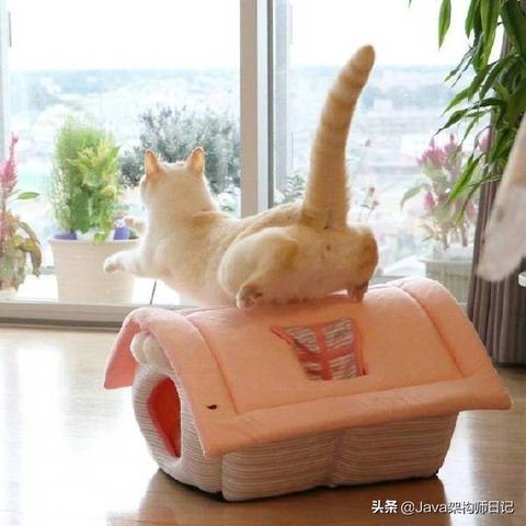 轻松获取《恋爱吗我家猫会后空翻》激活码，专业渠道推荐！