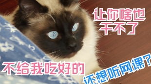 轻松获取《恋爱吗我家猫会后空翻》CDKEY，专业渠道推荐，告别繁琐！