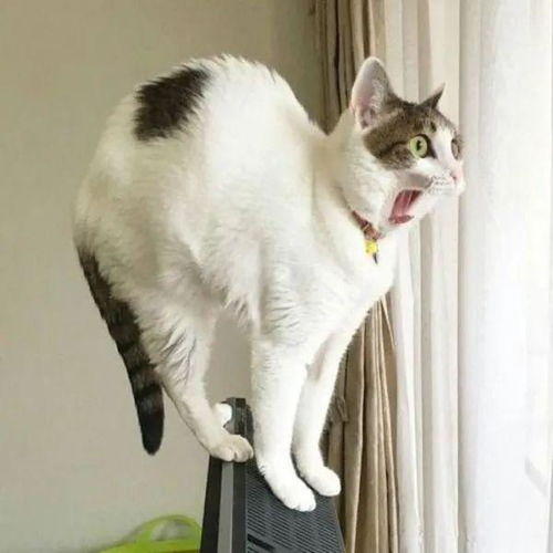 猫咪会翻跟头恋爱秘籍，游戏《恋爱吗我家猫会后空翻》价格揭晓