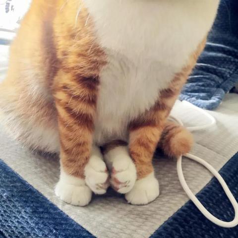 《恋爱猫技惊四座》揭秘：我家猫咪会后空翻价格大揭秘