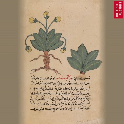 曼德拉草攻略：高效获取秘法草药新技巧