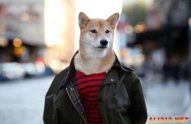 2025养狗游戏怎么玩才爽？资深玩家私藏3个冷门玩法+1个必肝机制