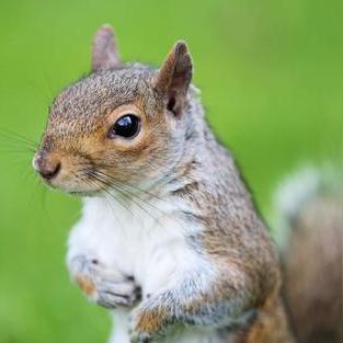 《黎明杀机》屠夫技能搭配攻略：高效插件与神秘夹子解析