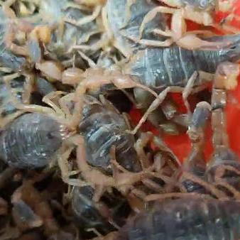 《揭秘！迷你世界蝎壳盾制作攻略,独家技巧大公开》