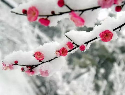 冬日梅花主题首曝：衣间梅香，手游新风尚