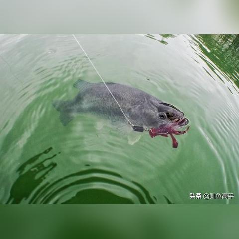 《心动小镇大口黑鲈钓点揭秘》