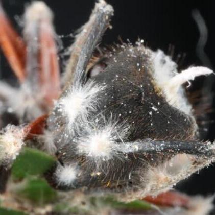 真菌世界秘籍2025最新，隐藏孢子路线+速通技巧，老玩家都不知道的3个冷门操作？