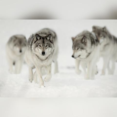 《只狼》首曝龙珠Z MOD！体验小林视角的激战传奇