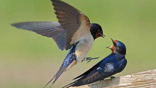 轻松提升好感度!燕子窝不扣分攻略大揭秘 轻松提升好感度!燕子窝不扣分攻略大揭秘
