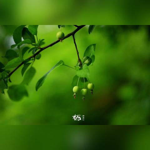 《心动小镇》四星瓢虫捕捉攻略：隐藏位置大揭秘