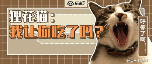 VR猫咪化身体验！《暴力喵喵拳》全新上线